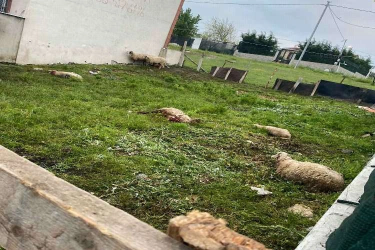 Başıboş köpeklerin saldırısıyla 14 kurbanlık telef oldu haberinin görseli