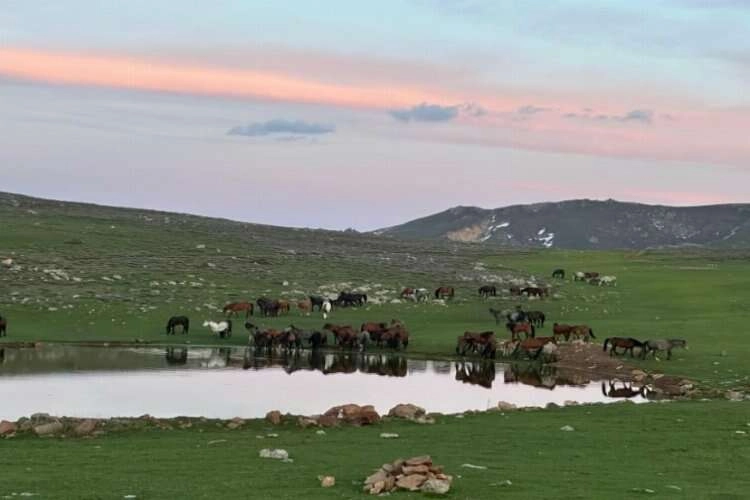 Ürkek yılkı atları görenleri mest ediyor haberinin görseli
