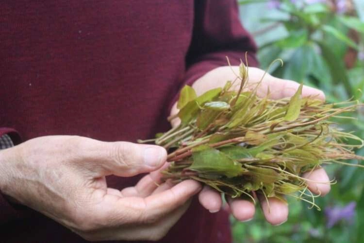 Karadeniz'in şifa kaynağı: Melocan haberinin görseli
