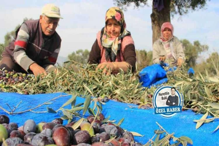 Zeytin üretiminde jeotermal riski: Yasa uygulansın! haberinin görseli