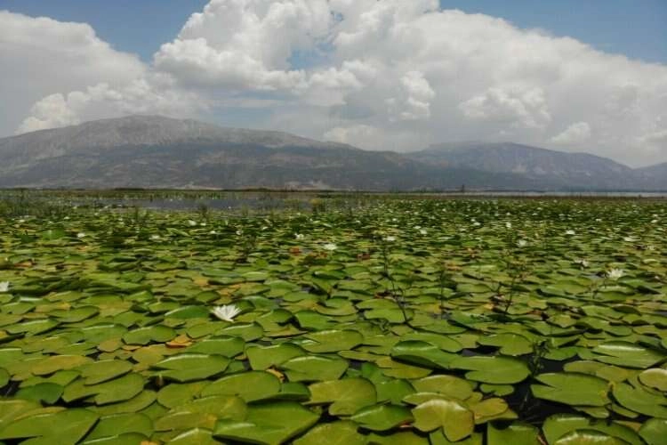 Denizli'de nilüferler göz dolduruyor haberinin görseli