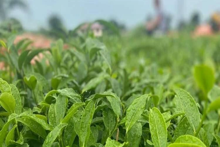 ÇAYKUR, tonlarca yaş çay almaya başladı haberinin görseli