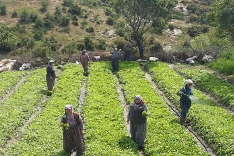 Sarıgöl'de tütün ekimleri yoğunlaştı