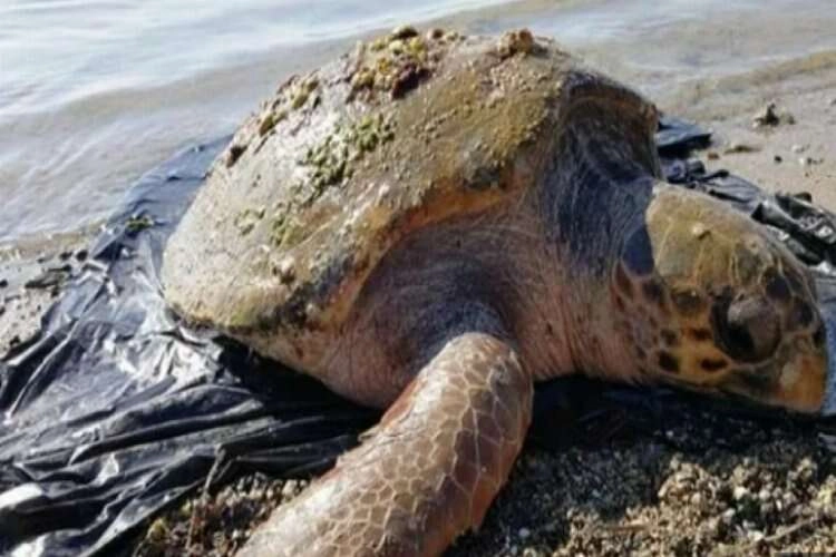 Muğla'da caretta carettalar kurtarıldı haberinin görseli