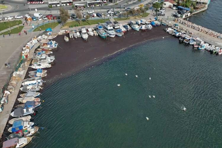 Deniz yosunu İzmir Körfezi’nde yeniden yayılıyor haberinin görseli