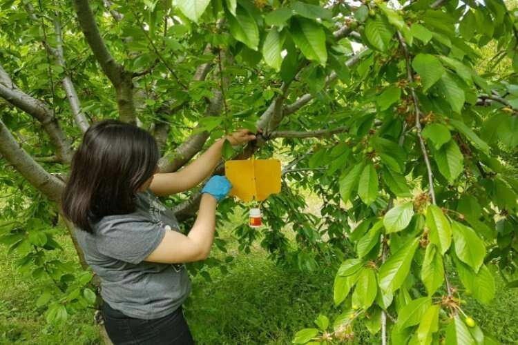 Kütahya'da kiraz sineği zararlısı için tuzaklar kuruldu haberinin görseli