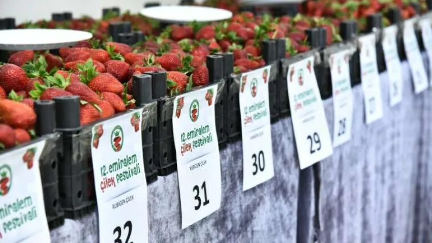 Cilekfestivalidavet (2) (Özel)