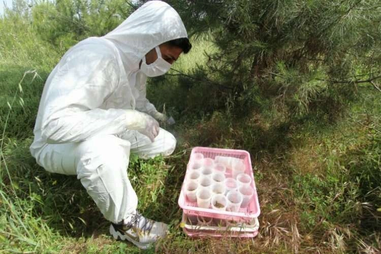 İzmir 'de böceklere karşı biyolojik mücadele haberinin görseli