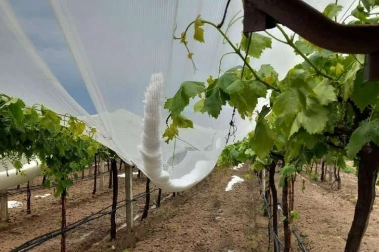 Üzüm bağlarını korumak için dolu tül sırasına girdiler haberinin görseli