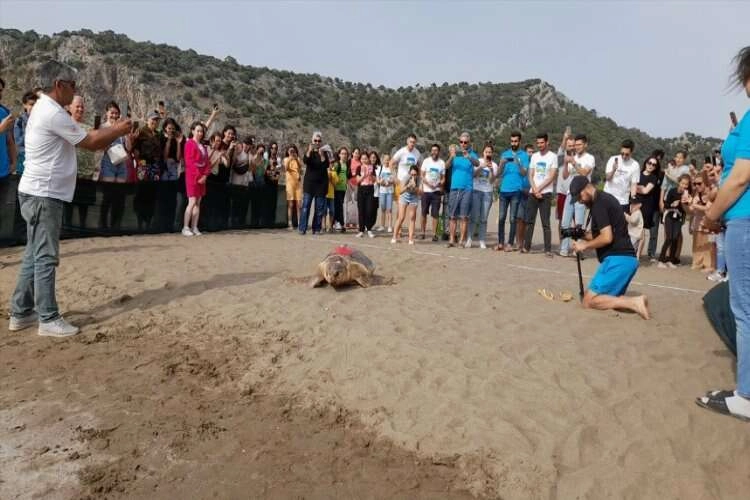 Uydu takip cihazı takılan 2 caretta caretta denize salındı haberinin görseli