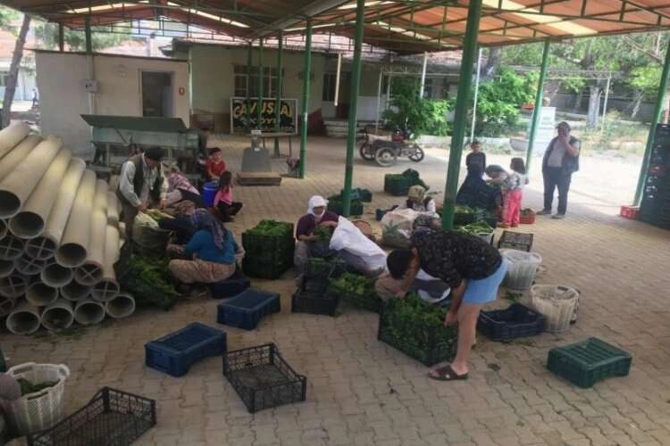 Manisa'da taze bağ yaprağı sezonu başladı haberinin görseli