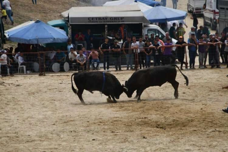 Avşar Boğa Güreşleri, depremzedeler yararına yapıldı haberinin görseli