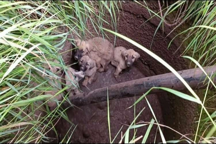 Afyonkarahisar'da yavru köpek kurtarma operasyonu haberinin görseli