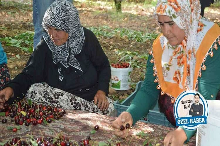 Erkenci kiraz çatladı: Üreticinin emeği çöpe gidiyor haberinin görseli