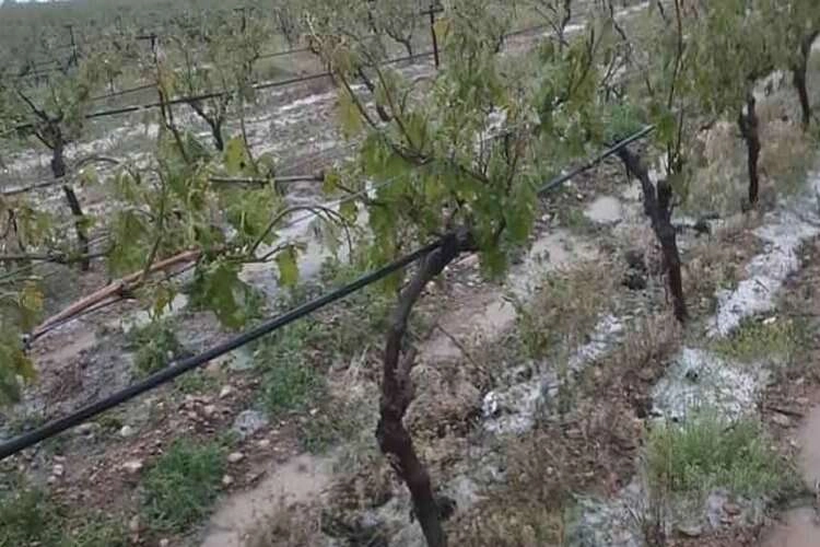 Denizli'de dolu yağışı üzüm bağlarını vurdu haberinin görseli