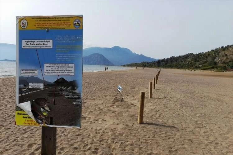 Muğla’da caretta caretta yuva sayısında artış bekleniyor haberinin görseli