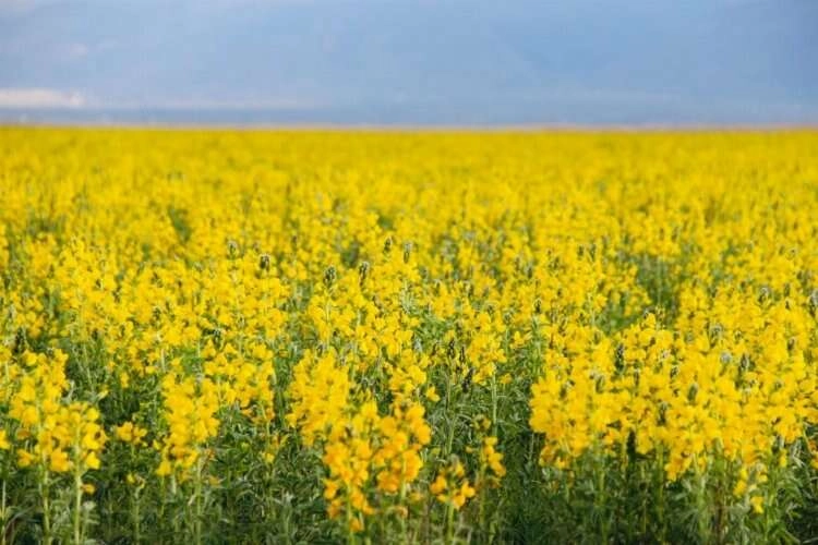 Eber Sarısı görüntülerine büyük ilgi haberinin görseli