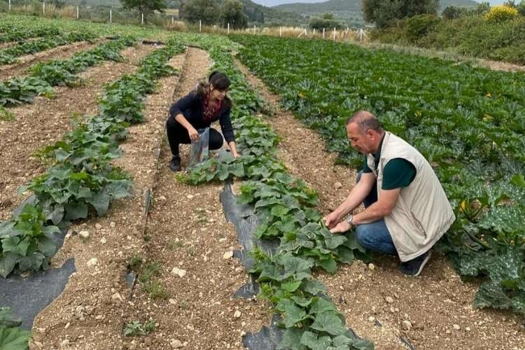 Hasat öncesi kimyasal kalıntı analizleri yapılıyor haberinin görseli