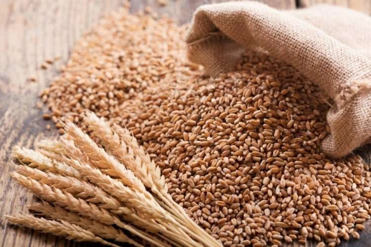 Söke TARİŞ Pamuk Kooperatifi buğday almaya devam ediyor haberinin görseli
