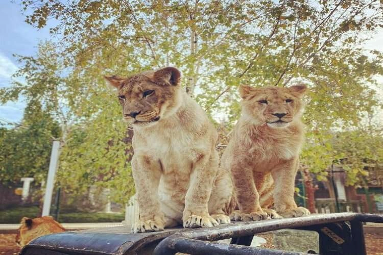 Selfie çekilmek isteyen çocuğa aslan saldırdı! haberinin görseli