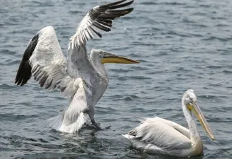 Gediz Deltası, 300 kuş türüne ev sahipliği yapıyor galerisinin önkapak görseli