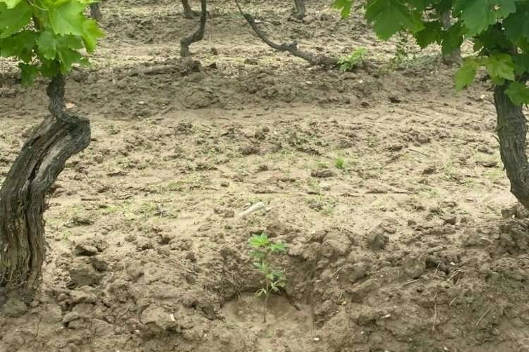 Üzüm bağı değil kenevir tarlası haberinin görseli