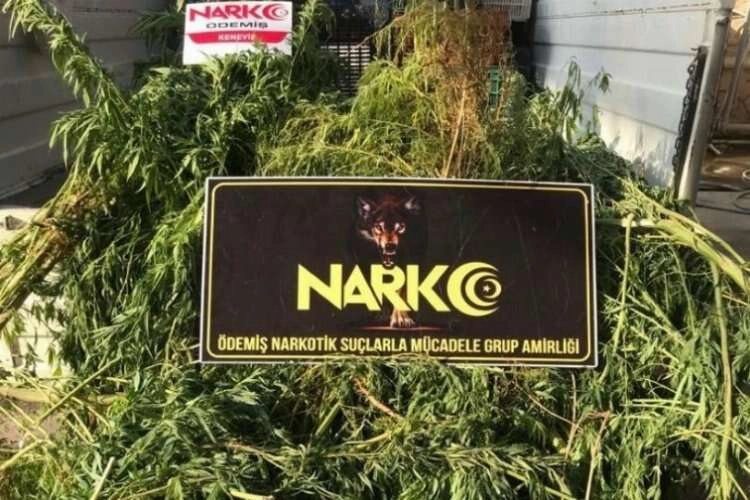 İzmir'de arazide uyuşturucu operasyonu haberinin görseli