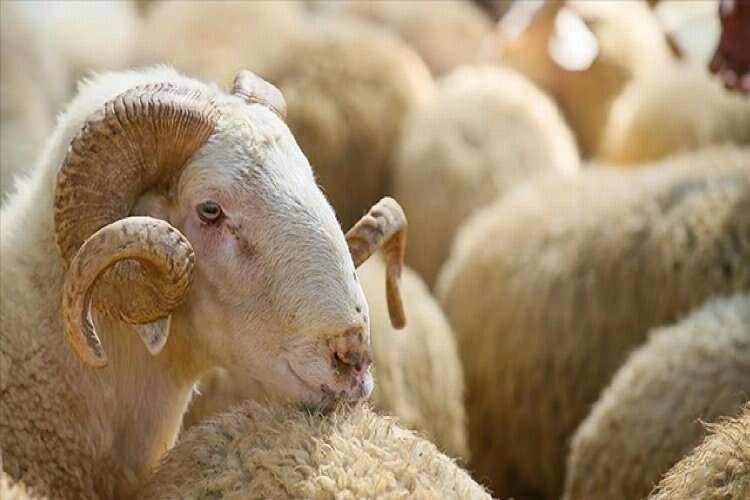 Bu sene cüzdanlarımız ‘kurban’  haberinin görseli