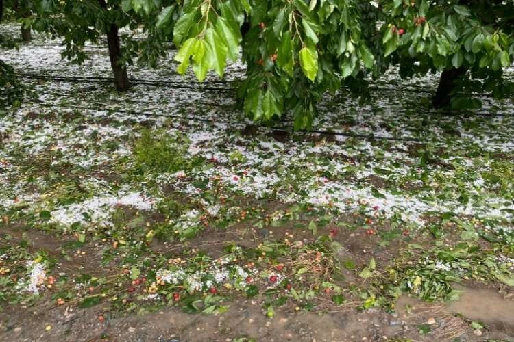 Denizli'de kiraz bahçelerinde hasar oluştu haberinin görseli