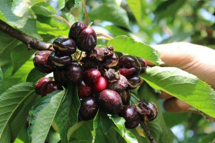 Kemalpaşa'da erkenci kirazları yağmur vurdu haberinin görseli