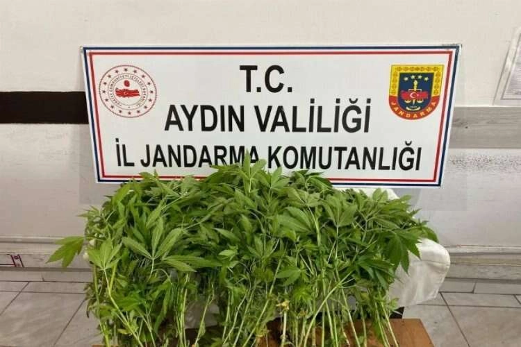 Aydın'da yasa dışı kenevir ekimi engellendi haberinin görseli