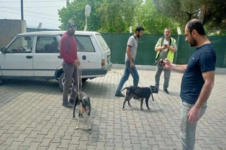 Manisa’da pitbull ile oklu kirpi avlayan para cezası haberinin görseli