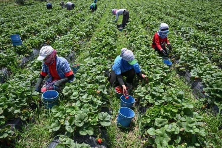 İzmir'de oylarını kullanıp çilek hasadına devam ettiler haberinin görseli