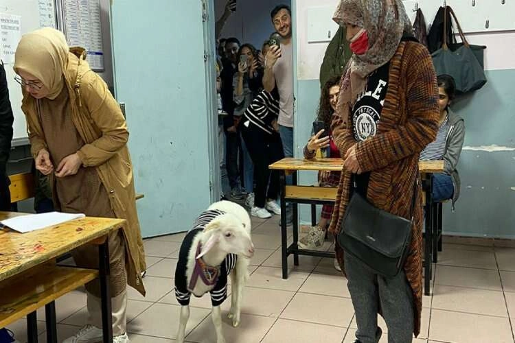 İstanbul'da sevimli kuzu sandık başında haberinin görseli