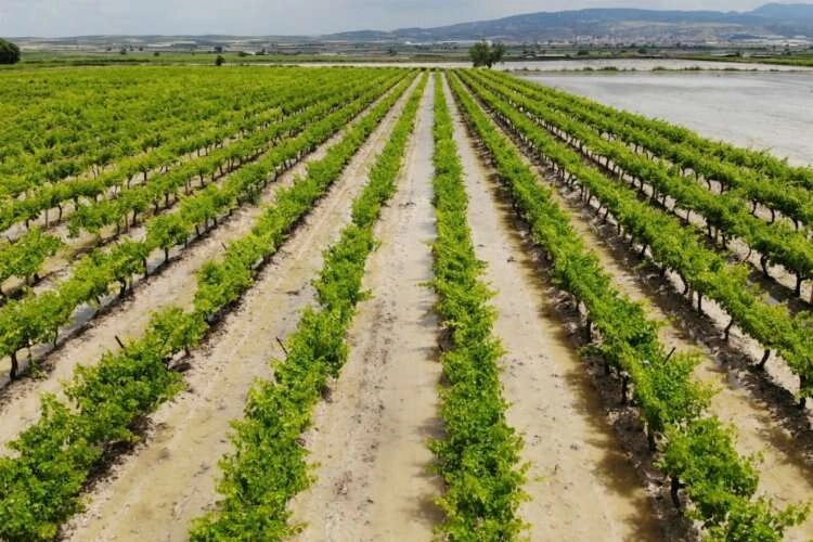 Manisa'da sel: 10 bin dönümlük arazi zarar gördü haberinin görseli