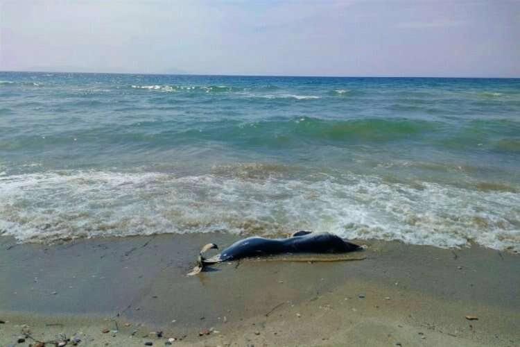 Aydın Kuşadası'nda yunuslar karaya vurdu haberinin görseli