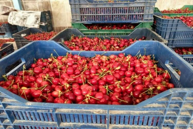 Manisa'da sezonun ilk kiraz pazarı kuruldu    haberinin görseli