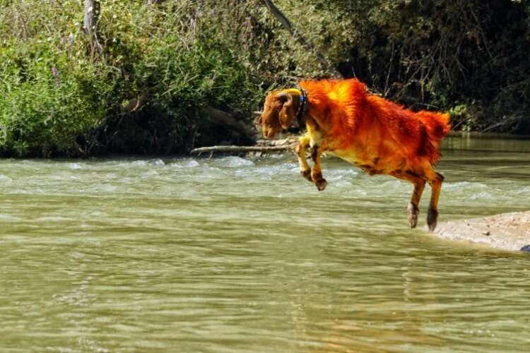 Denizli'nin kınalı kuzularını dünya tanıyor  haberinin görseli