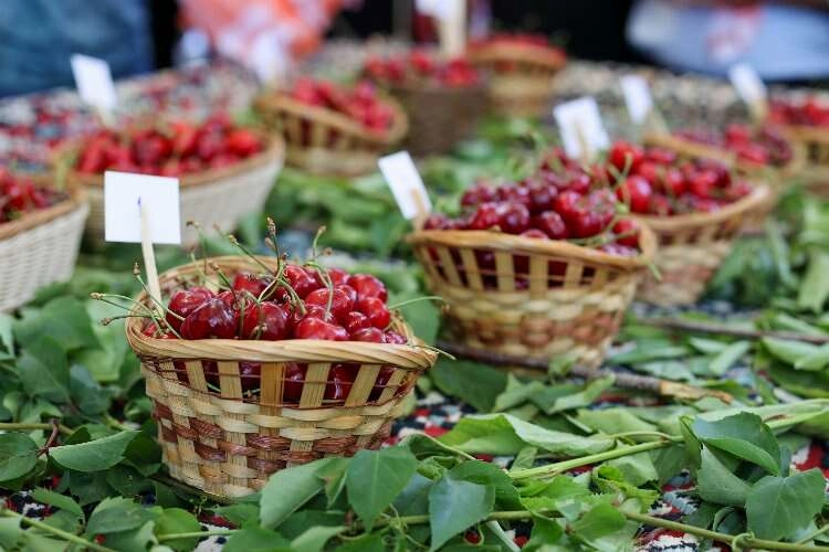 Buca Kiraz Festivali'ne geri sayım başladı haberinin görseli