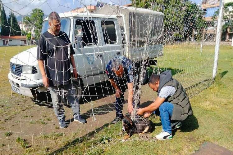 Manisa'da köpek kale filesine dolandı haberinin görseli