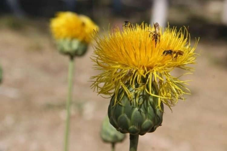 Bu çiçeği koparmanın cezası dudağı uçuklatıyor haberinin görseli