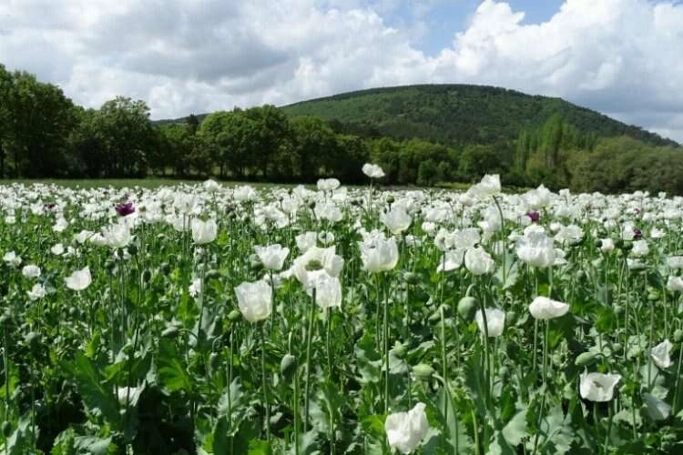 Kütahya’da haşhaş tarlaları görsel şölen sunuyor haberinin görseli