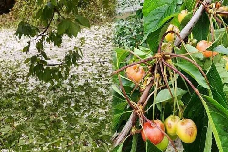 Dolu yağışı kiraz üreticisini vurdu haberinin görseli