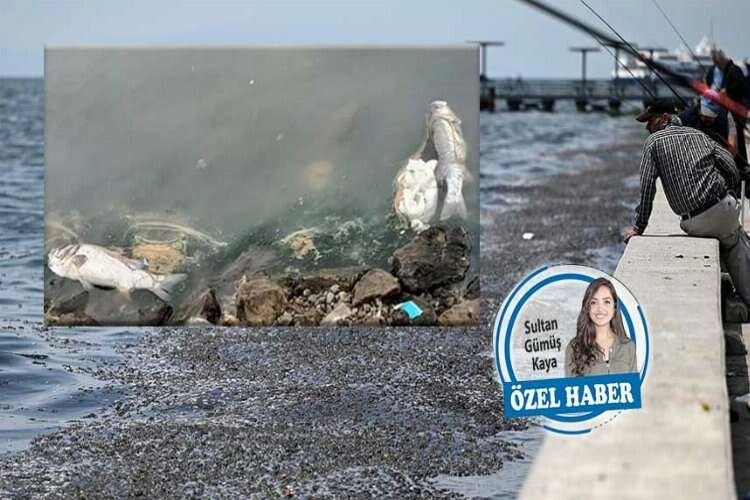 Yüzülecek demişlerdi: Balıklar bile yüzemiyor haberinin görseli