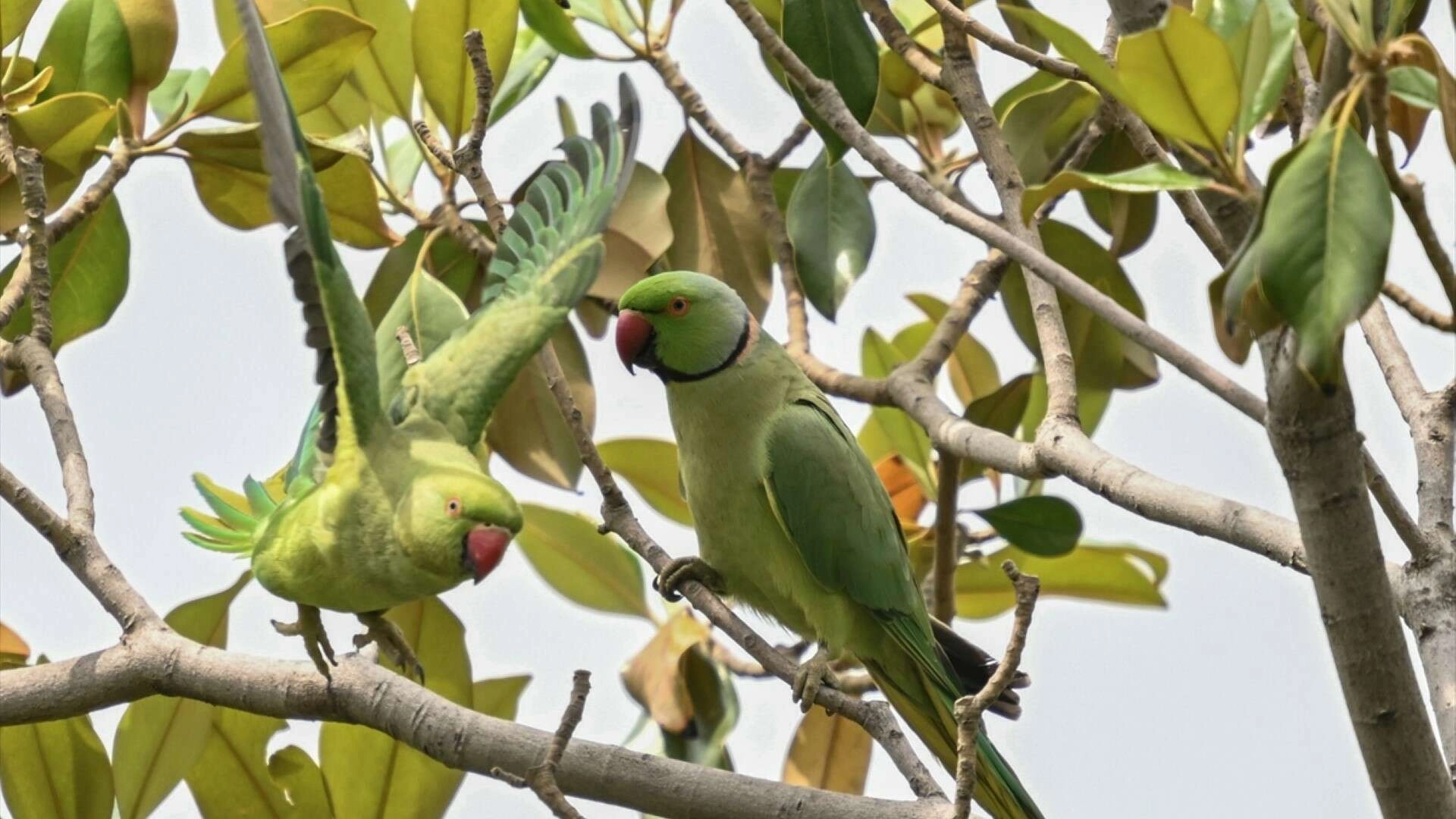 Eşsiz papağanlar İzmir'e renk kattı