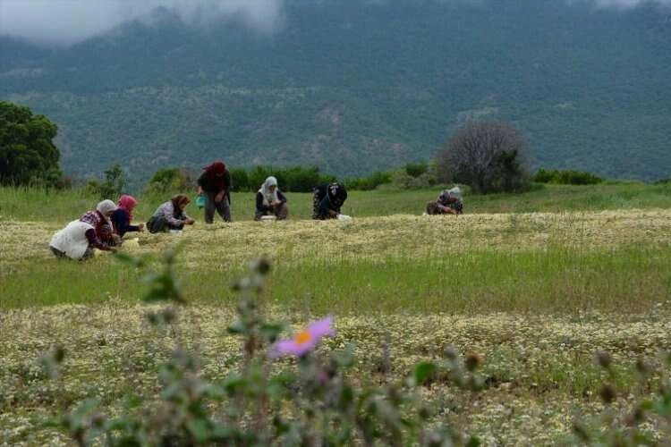 Manisa yaylaları papatyalarla süslendi