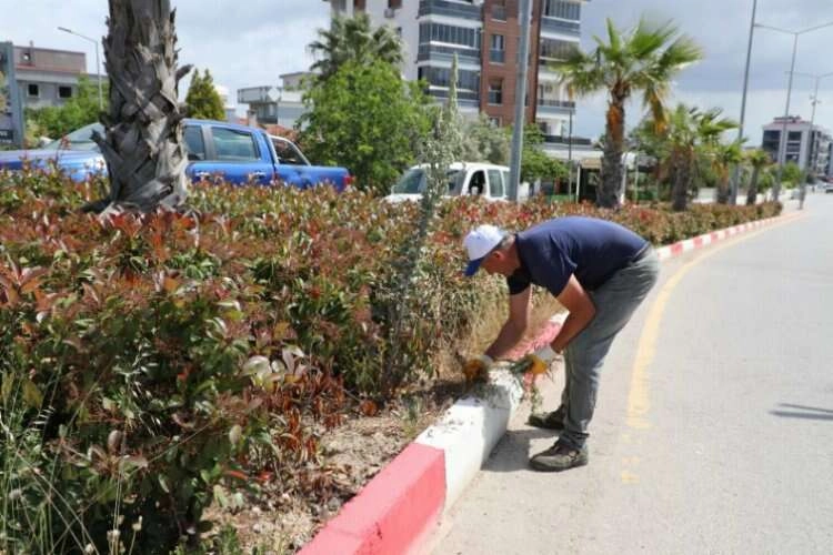 İzmir Menderes’te yeşil alan bakımı haberinin görseli