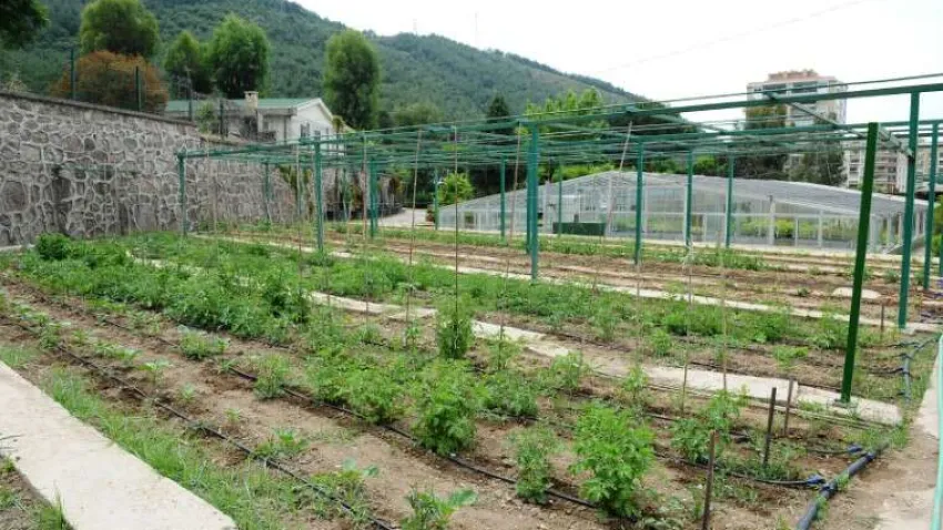 çavre