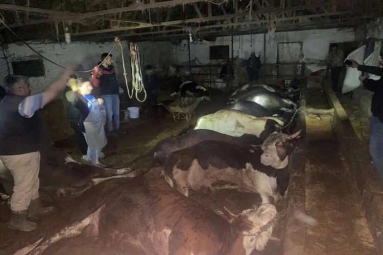 Afyonkarahisar'da 12 büyükbaş telef oldu haberinin görseli