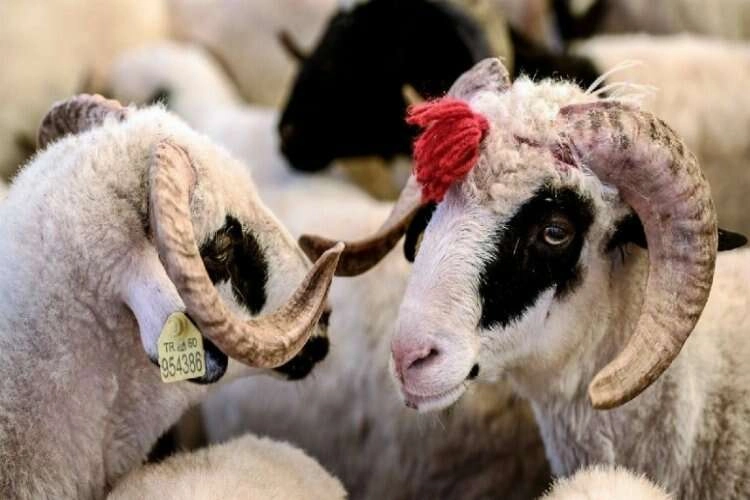 Kızılay'dan kurban bağışına rekor zam haberinin görseli